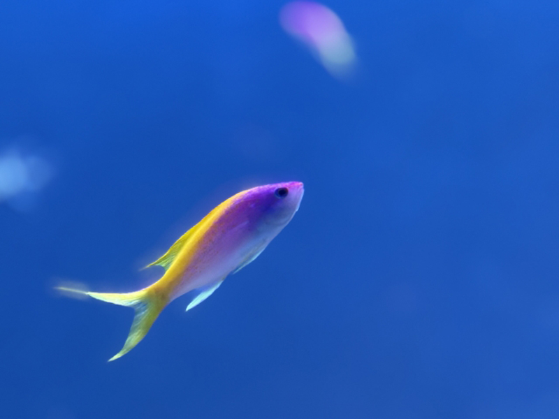 青い背景を泳ぐ紫と黄色の海水魚の仲間