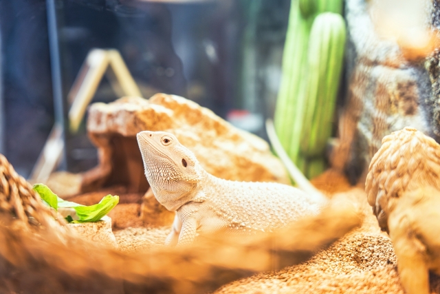 飼育ケージ内の岩の上で上を向くトカゲとサボテンのオブジェ
