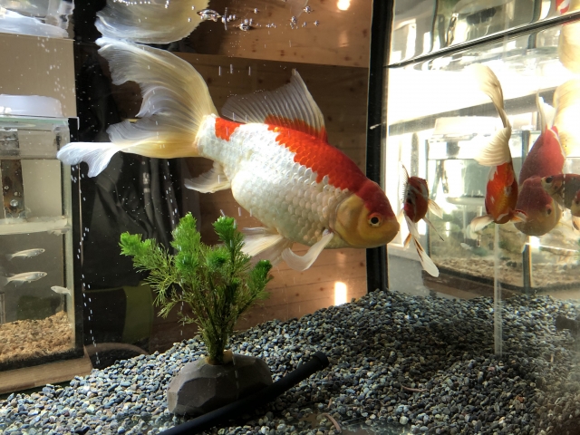 水槽内を泳ぐ紅白の金魚と緑の水草