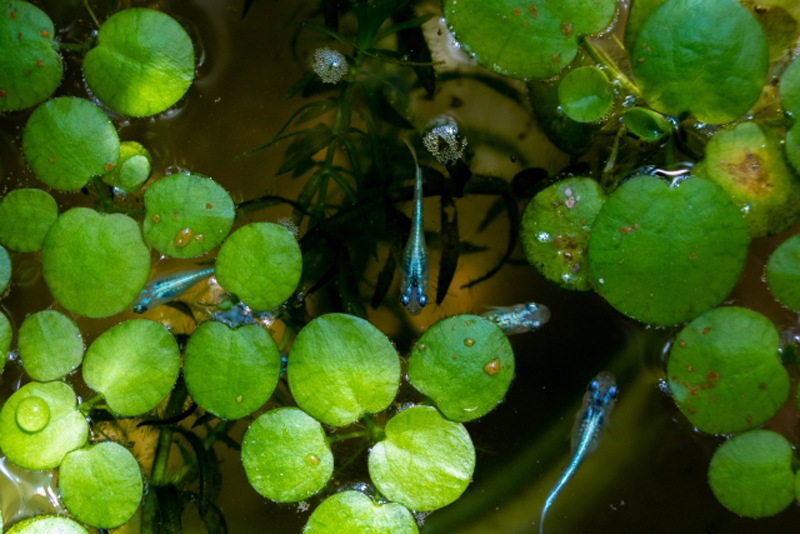 浮き草の間を泳ぐ数匹のメダカと水中の水草