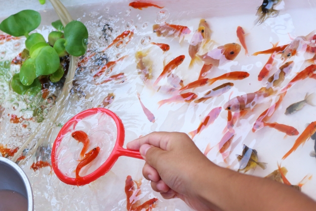 ポイで金魚をすくう手元と水面に浮かぶホテイアオイ