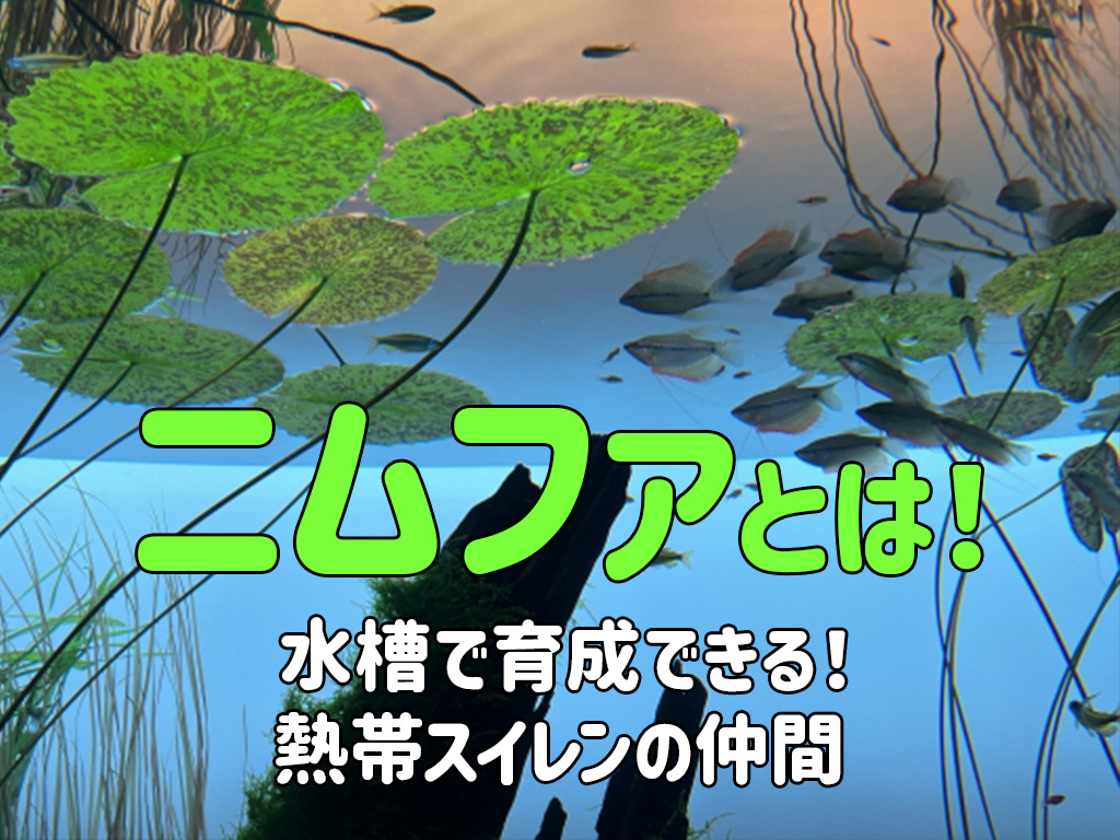 ニムファとは!水槽で育成できる熱帯スイレン!おすすめ種類や育成方法のサムネイル画像