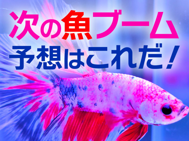 次の魚ブーム予想はこれだ!の文字とベタの見出し画像