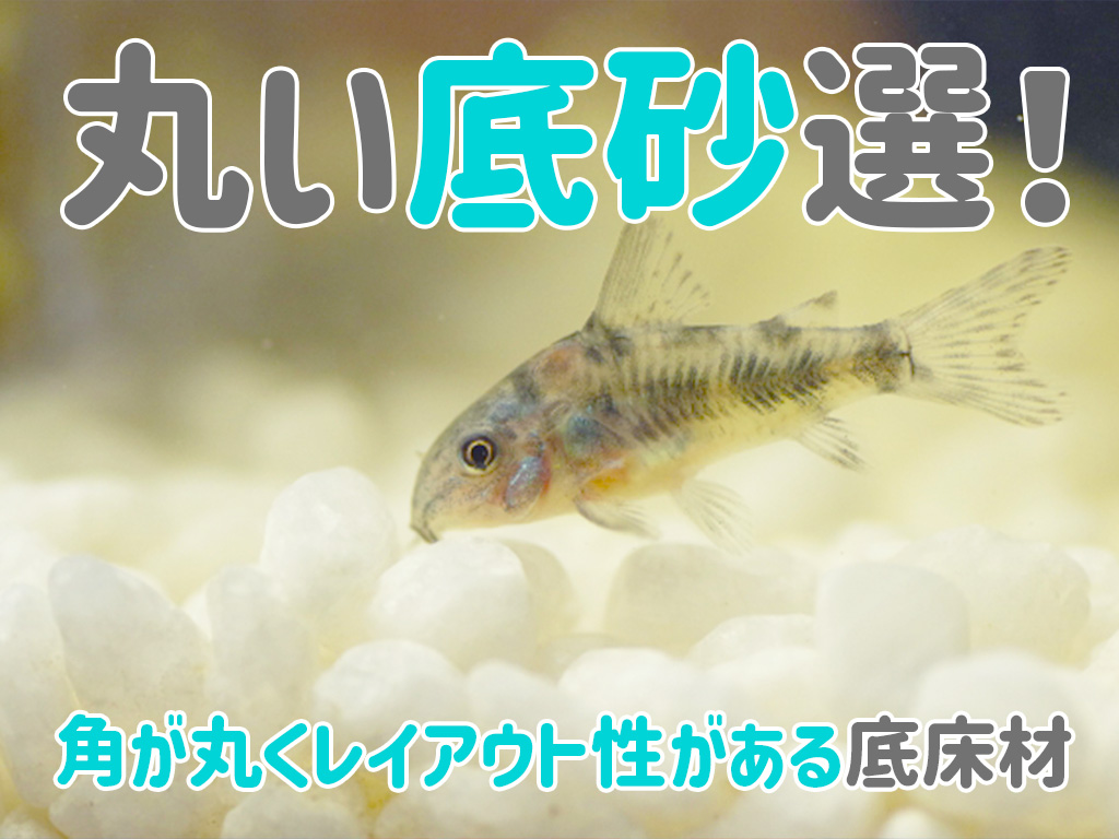 丸い底砂7選!魚に優しくレイアウト性もある水槽用底砂を紹介のサムネイル画像