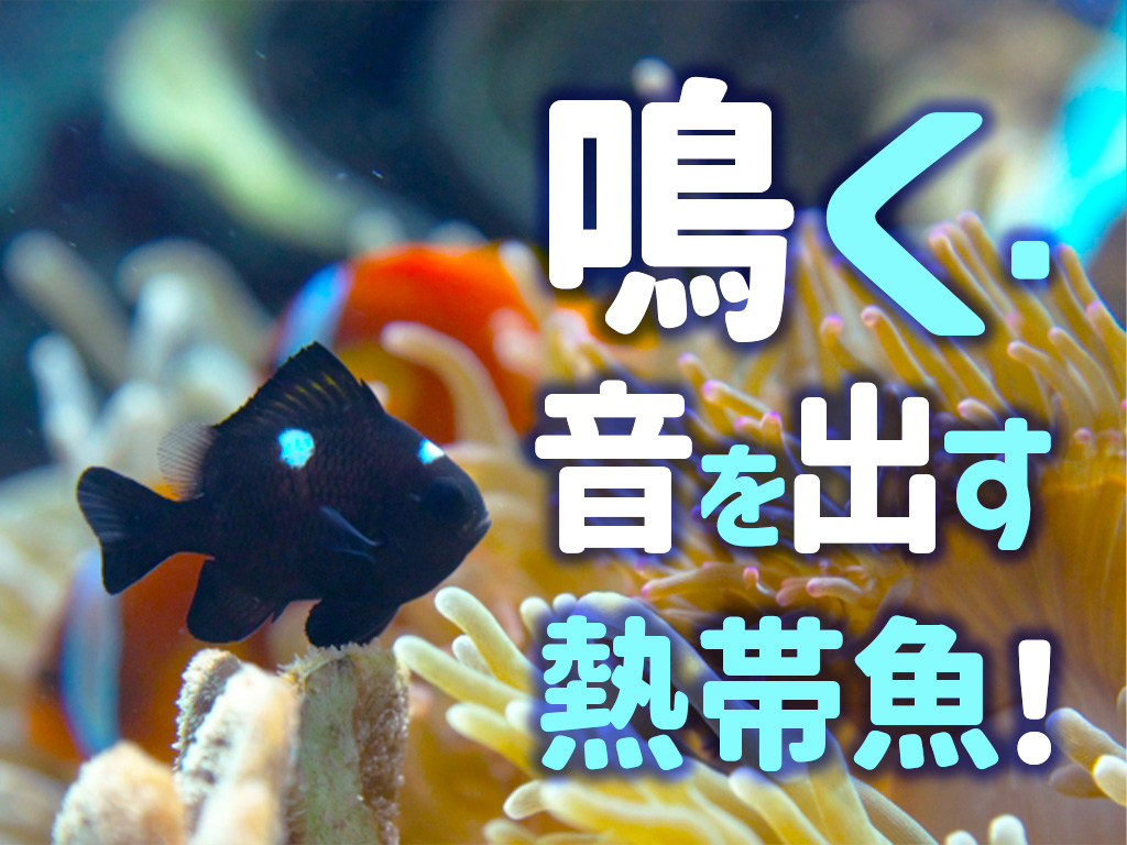 鳴く熱帯魚とは!音を発する・水槽で飼育できるユニークな魚種8選のサムネイル画像