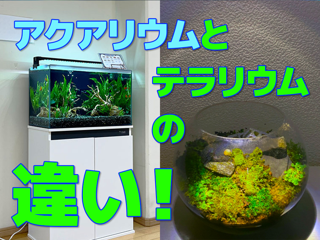 アクアリウムとテラリウムの違いとは!魚・植物を主役にした水槽の種類のサムネイル画像