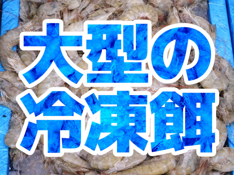 大型の冷凍餌と書かれた文字と大量のエビの見出し画像