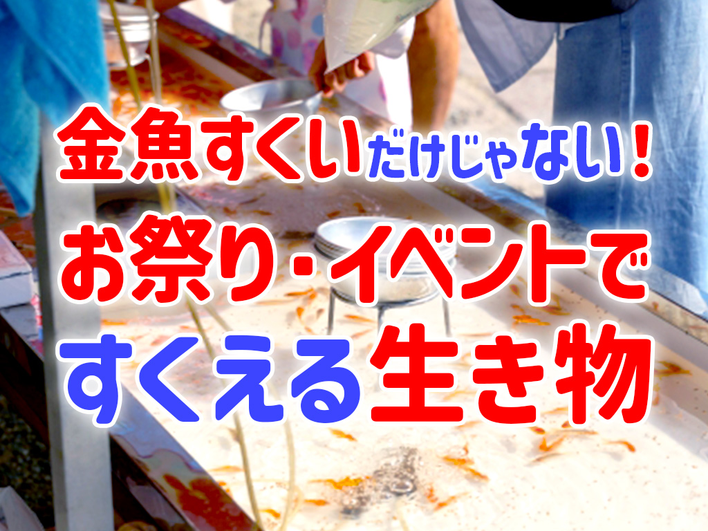 金魚すくいだけじゃない！縁日・イベントですくえる生き物7種と注意点のサムネイル画像