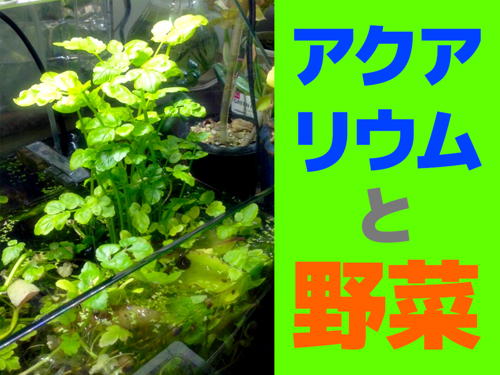 野菜とアクアリウム!野菜は水槽レイアウトや魚の餌にできるのか?のサムネイル画像
