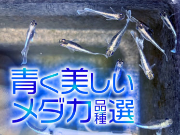 青いメダカ品種10選！美しいブルーの体色・鱗を楽しめるメダカを紹介