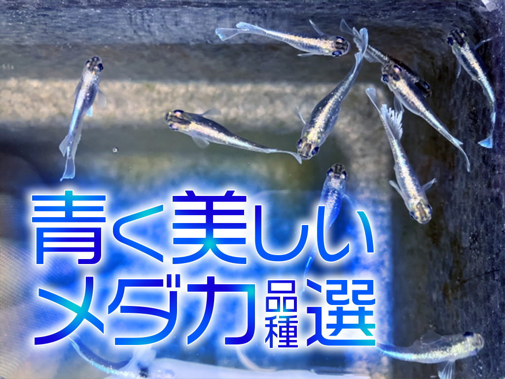 青いメダカ品種10選！美しいブルーの体色・鱗を楽しめるメダカを紹介