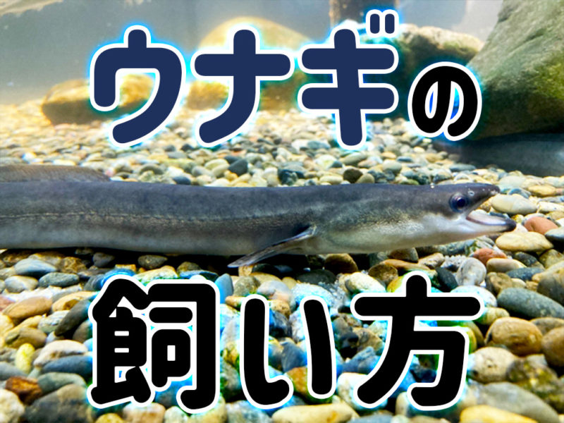 ウナギの飼い方の文字テキストと砂利の上にいるウナギ