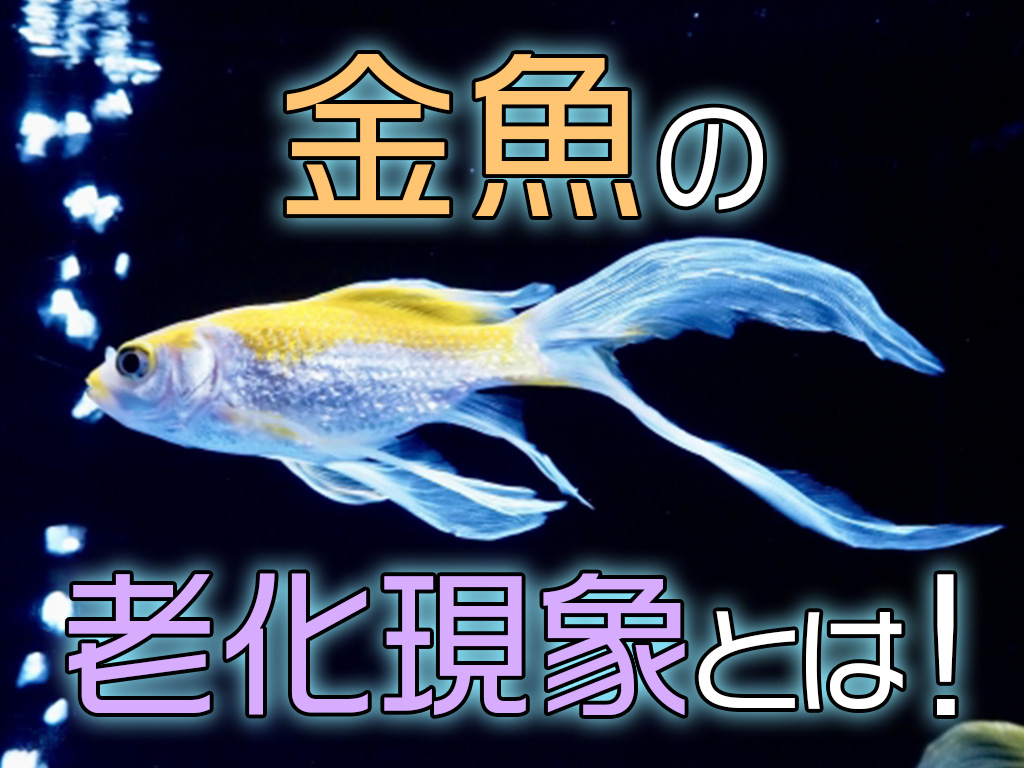 金魚の老化とは!年を取った金魚の老化現象とケア・長生きのコツを解説のサムネイル画像