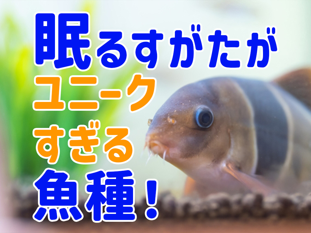 寝姿がユニークな魚10選!水槽で飼育できる寝相がおもしろい魚種を紹介のサムネイル画像