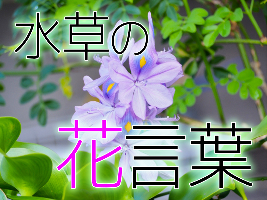 水草の花言葉とは!水草にまつわる単語・由縁を知って理解を深めようのサムネイル画像