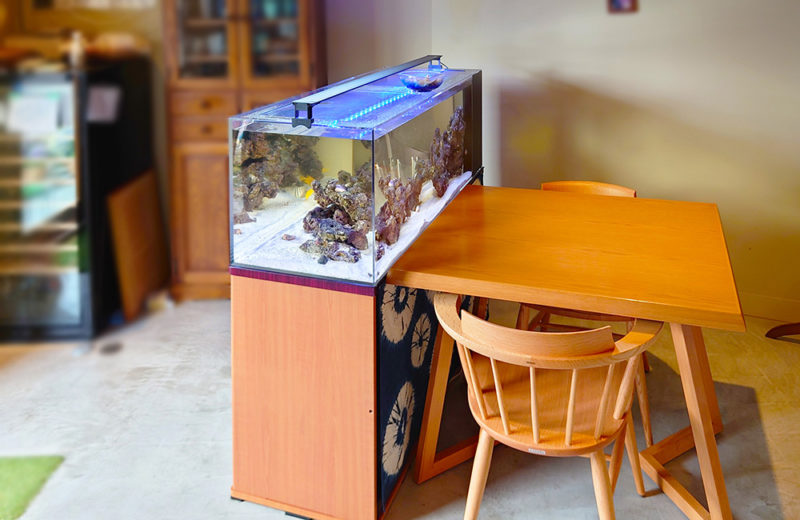 飲食店様に120cm海水魚水槽をレンタル!暖かな体色の海水魚たち 水槽画像3