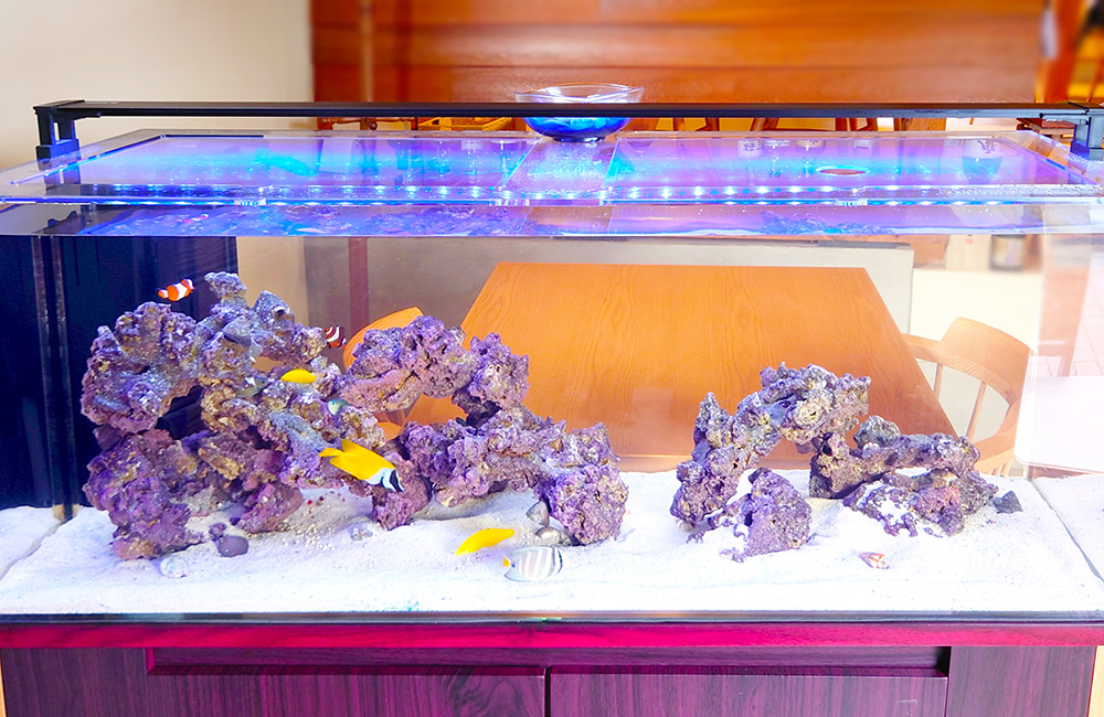 ライブロックと海水魚が泳ぐ横長の水槽レイアウト