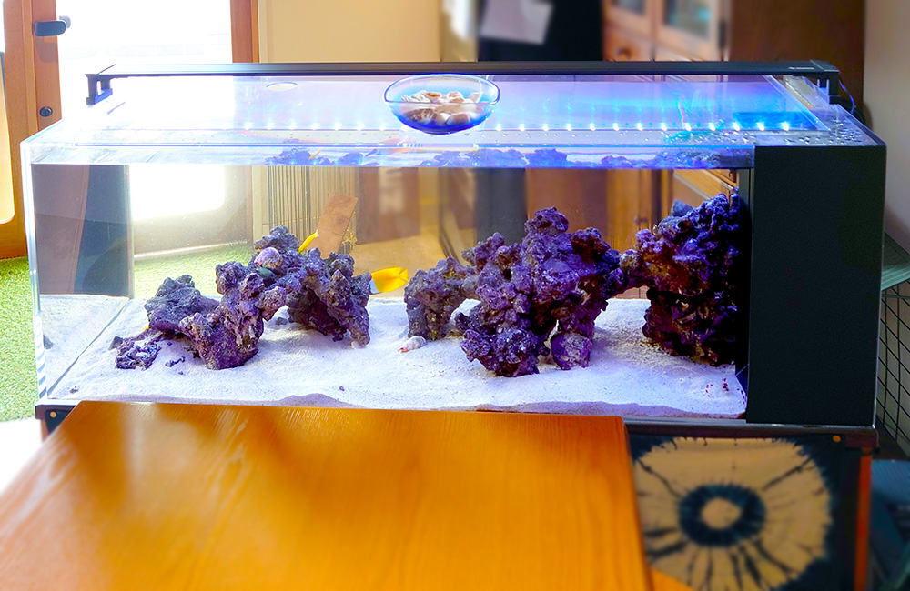 ライブロックと黄色い海水魚が泳ぐ横長の水槽