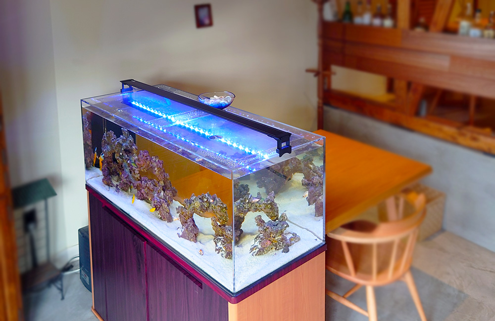 青い照明が灯るライブロックを配置した海水魚水槽