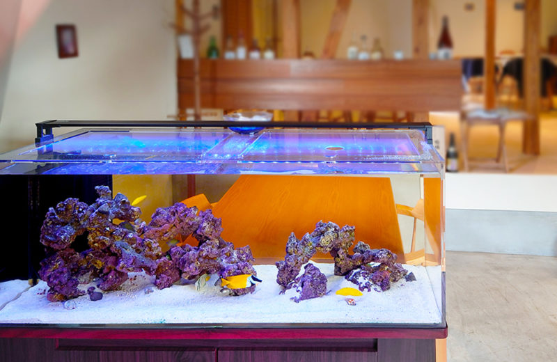 飲食店様に120cm海水魚水槽をレンタル!暖かな体色の海水魚たち 水槽画像5