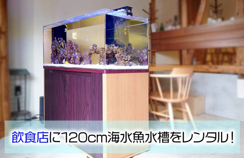 飲食店様に120cm海水魚水槽をレンタル!暖かな体色の海水魚たち 水槽画像1