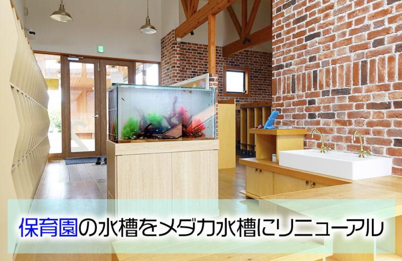 保育園様の90cm水槽をリニューアル！メダカが泳ぐアクアリウム 水槽画像１