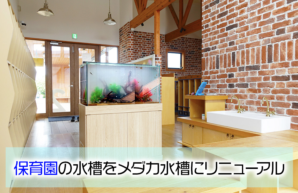 保育園様の90cm水槽をリニューアル！メダカが泳ぐアクアリウム
