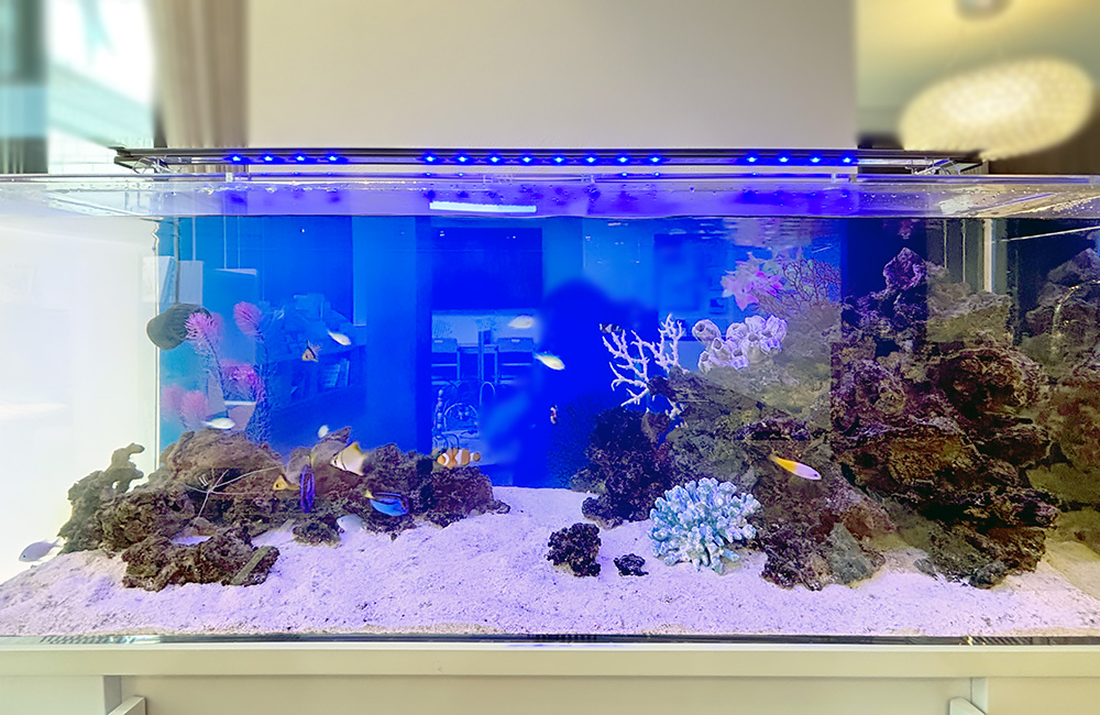青い照明に照らされた海水魚水槽とライブロックのレイアウト