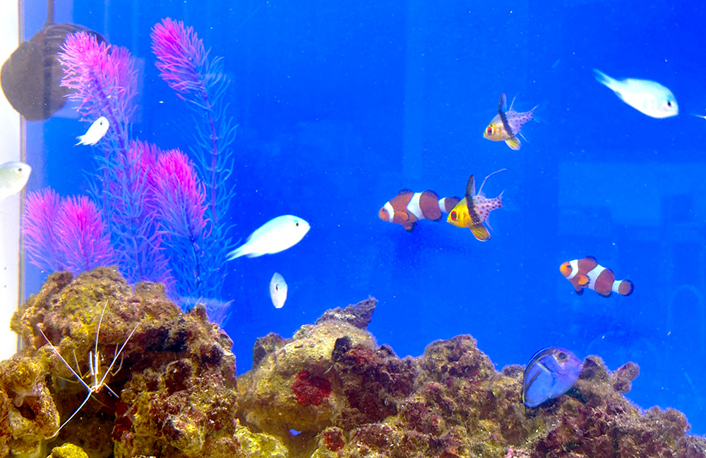 カクレクマノミや海水魚が泳ぐサンゴ礁風の海水水槽