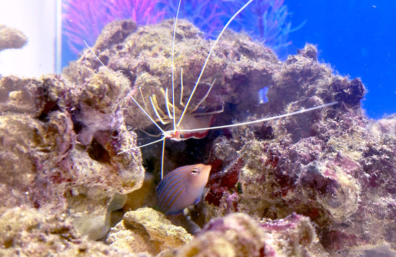 個人宅様の120cm海水魚水槽・その後の様子!レイアウトなどを調整! 水槽画像3