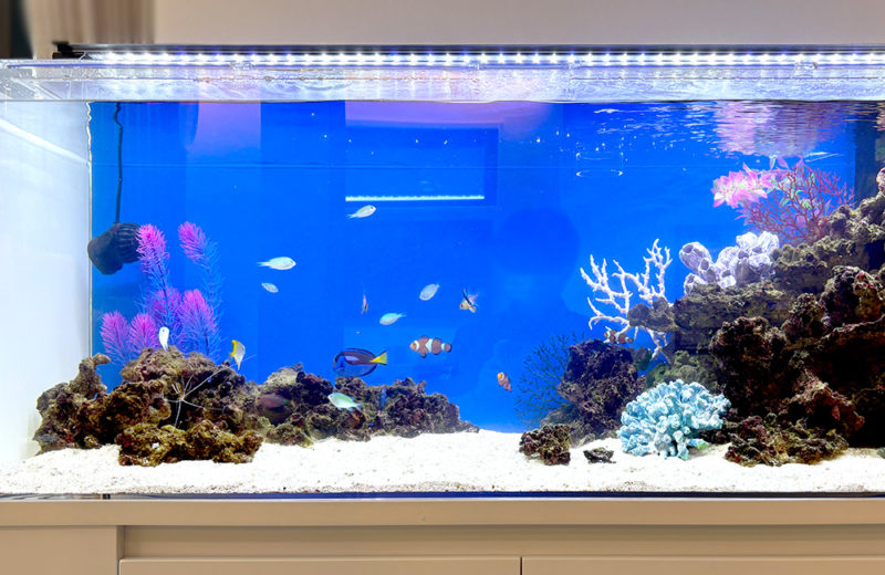 個人宅様の120cm海水魚水槽・その後の様子!レイアウトなどを調整! 水槽画像2
