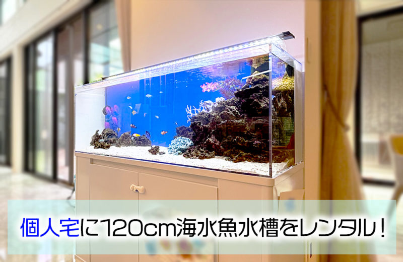 個人宅様の120cm海水魚水槽・その後の様子!レイアウトなどを調整! 水槽画像1