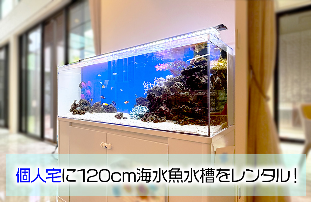 個人宅様の120cm海水魚水槽・その後の様子！レイアウトなどを調整！