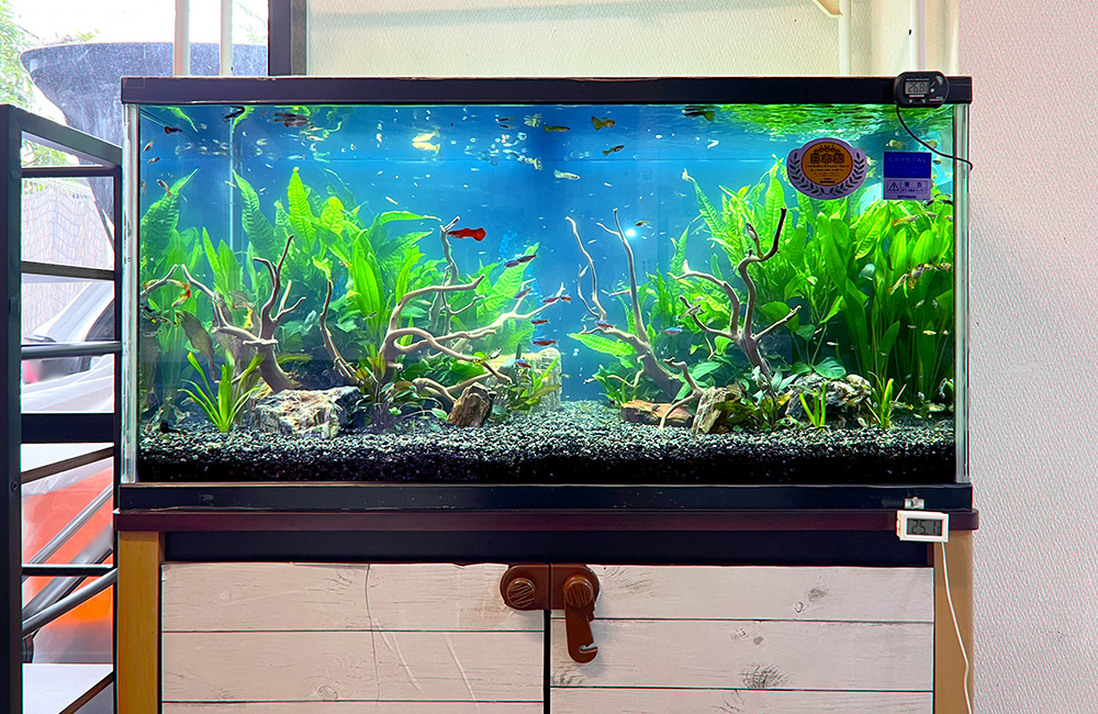流木と水草を配置したグッピーが泳ぐ水槽の全景