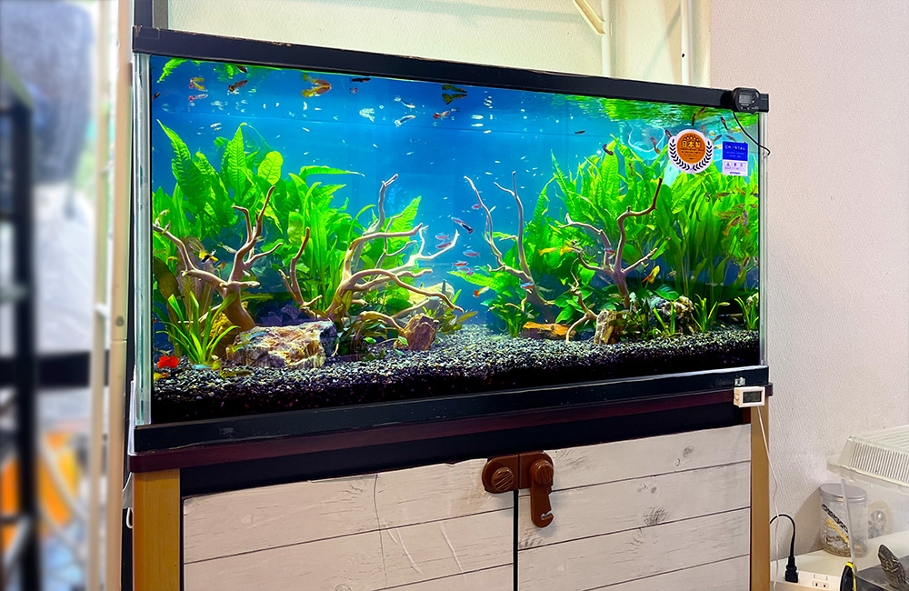 流木と水草を配置したグッピーが泳ぐ大型水槽