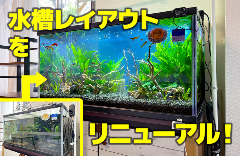 個人宅様のグッピー水槽をリニューアル！スポットメンテナンス事例 水槽画像１