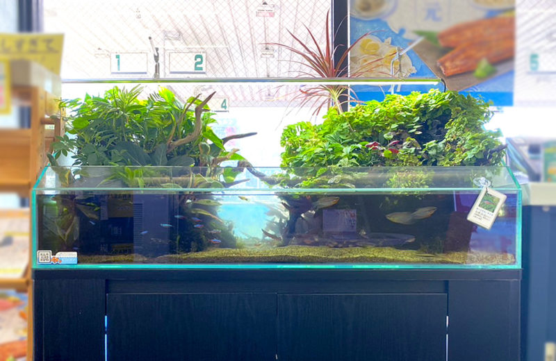 店舗様のアクアテラリウム水槽!植物と熱帯魚たちが美しいその後の様子 水槽画像3