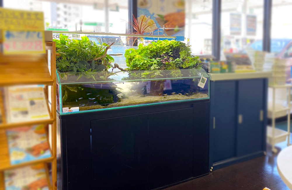 店舗に設置された水草の茂るアクアテラリウム水槽
