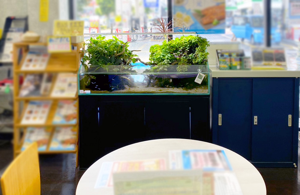 店舗に設置された水草の茂るアクアテラリウム水槽