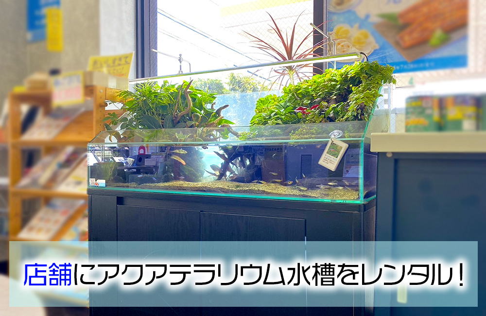 店舗様のアクアテラリウム水槽!植物と熱帯魚たちが美しいその後の様子のサムネイル画像