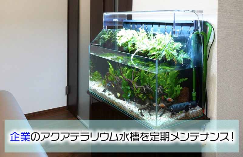 癒しを感じる水景！企業様のアクアテラリウム水槽を定期メンテナンス 水槽画像１