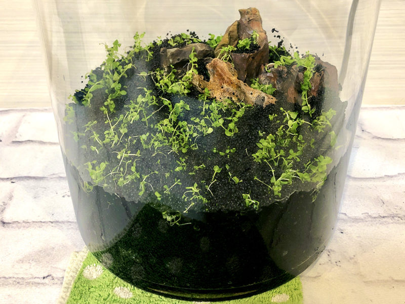 ガラス容器内のソイルに植えられた水草と石のレイアウト