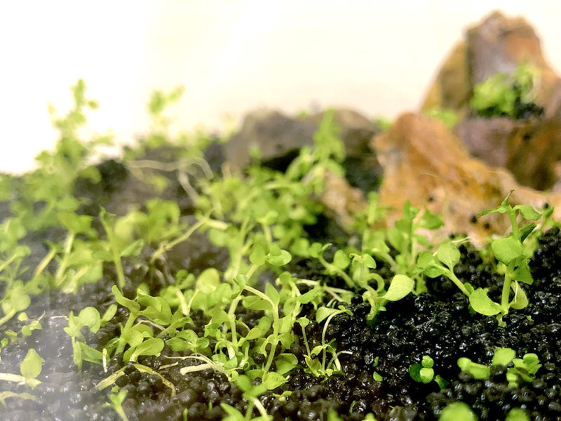 ソイルに植えられた小さな水草と背景の石のレイアウト