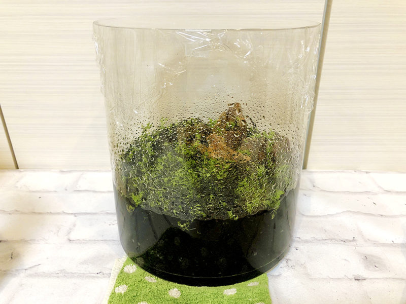 ラップで密閉された円柱容器内の水草とソイルのボトルアクア