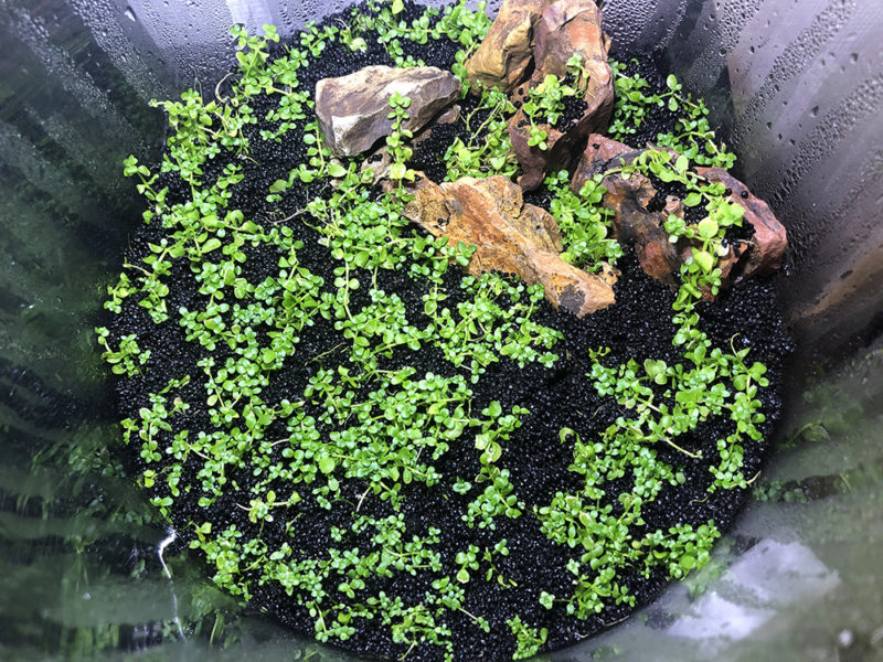 黒ソイルに植えられた水草と石のレイアウト俯瞰図