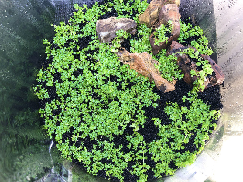 黒いソイルに広がる水草と石を配置した水槽の俯瞰図
