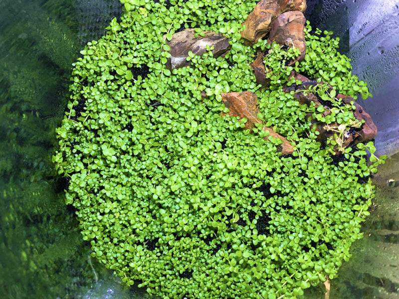 石と緑の水草が敷き詰められたボトルアクアリウムの俯瞰