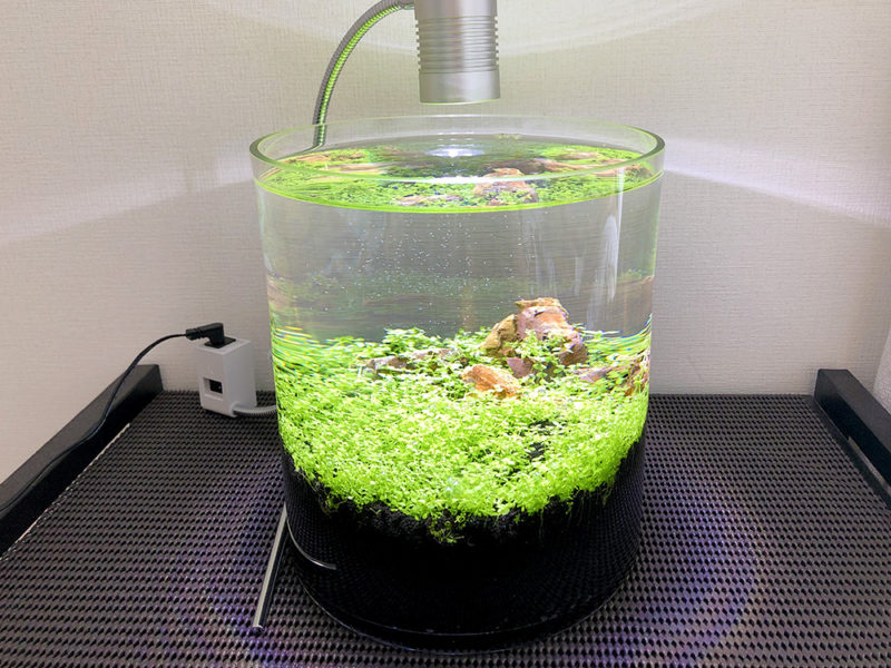 水草が繁茂する円柱型水槽とシルバーのLEDライト