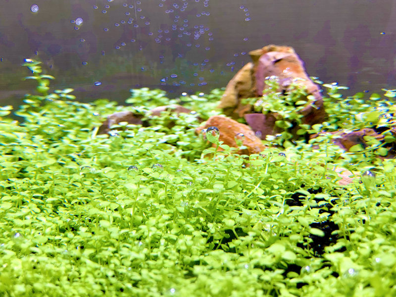 気泡をつけた前景草の水草と水槽内の石のレイアウト