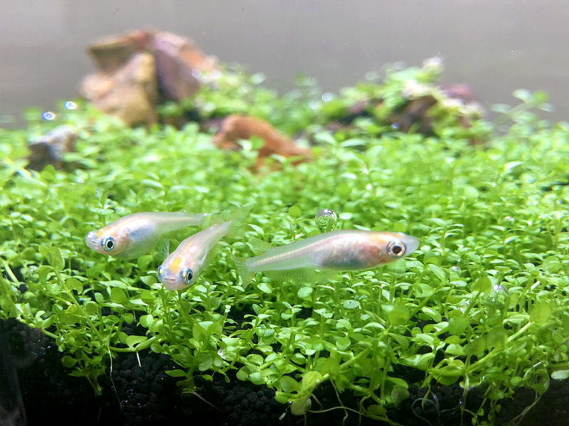 敷き詰められた水草の上を泳ぐ3匹のメダカ